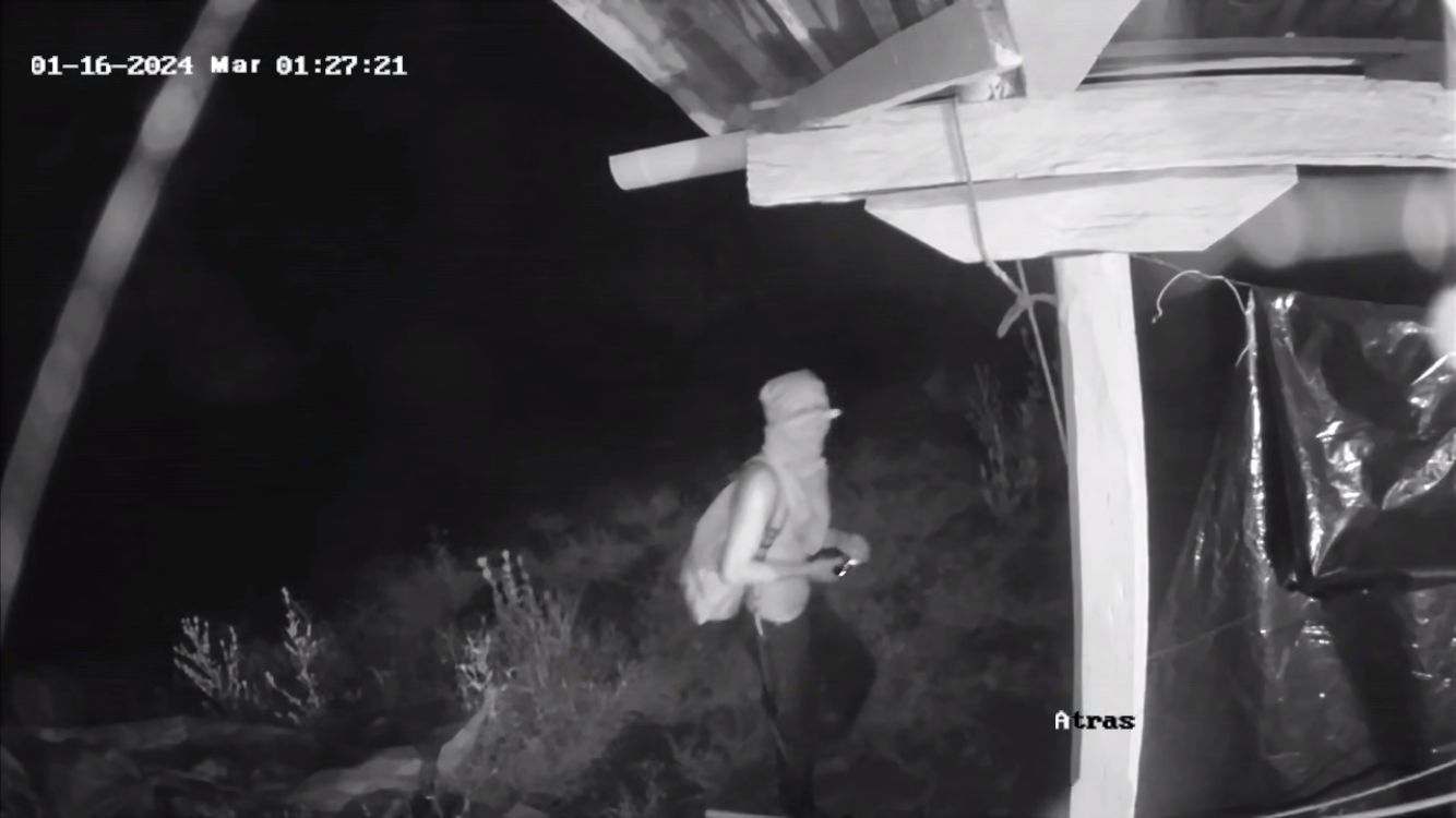 Roban gallinas Calvas